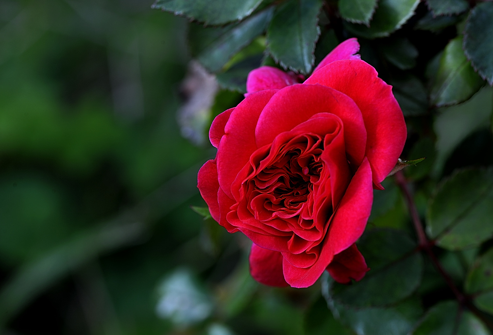 Rosa