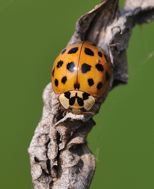 coccinella
