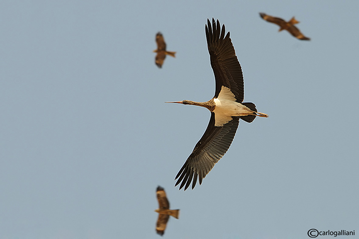 La cicogna nera e i tre angeli