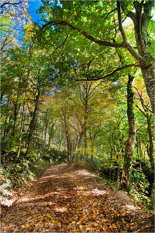 C'e' una strada nel bosco