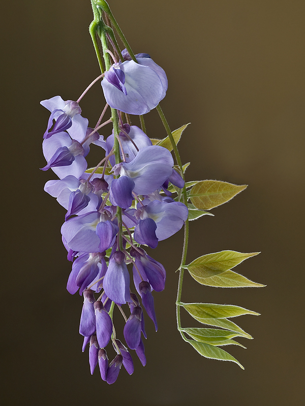 in questo grigiore....un po' di colore....