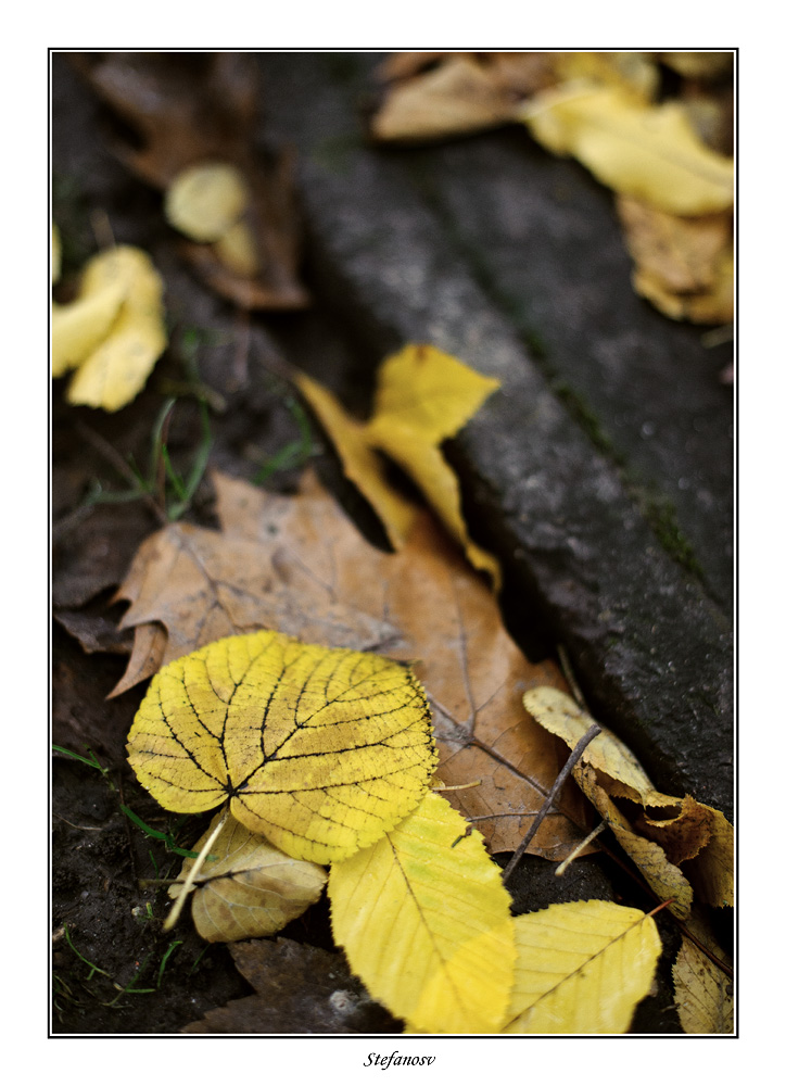 Autumn in...Brussels