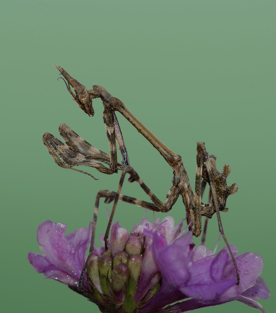 Un Empusa tra amici...