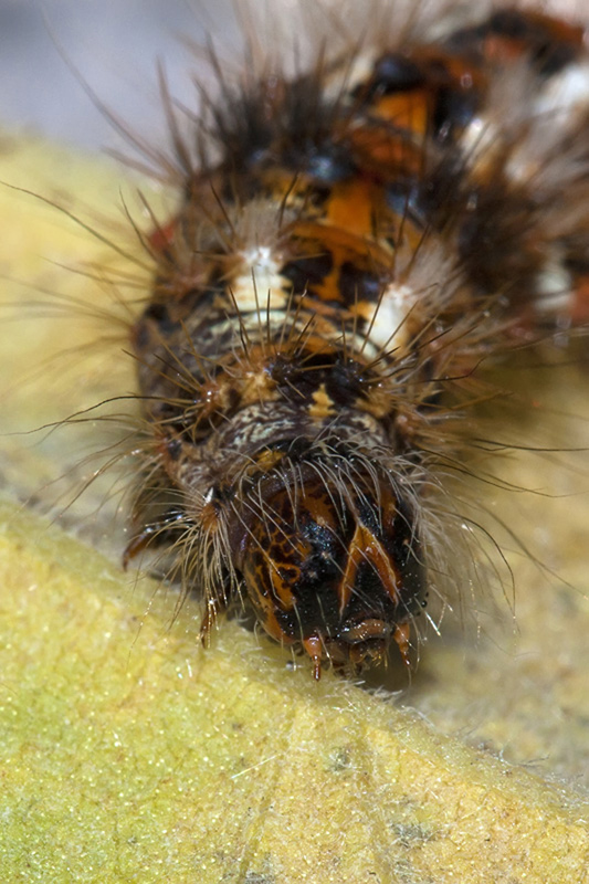 testa di Acronicta rumicis
