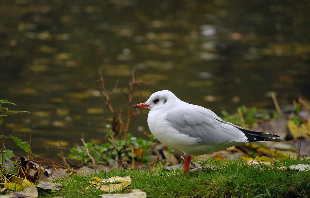 Animali ad Amsterdam #: Gabbiano