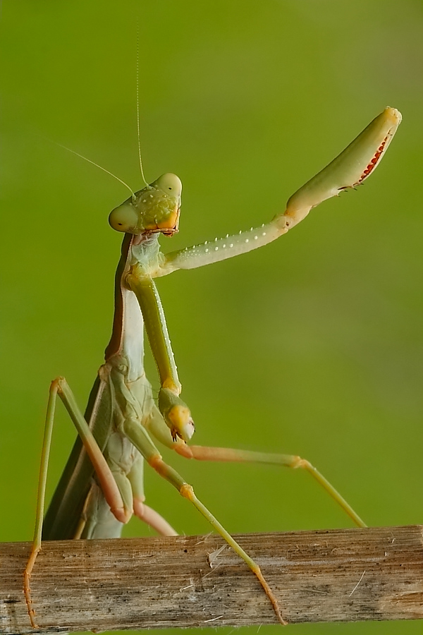 Salutiamo bella gente