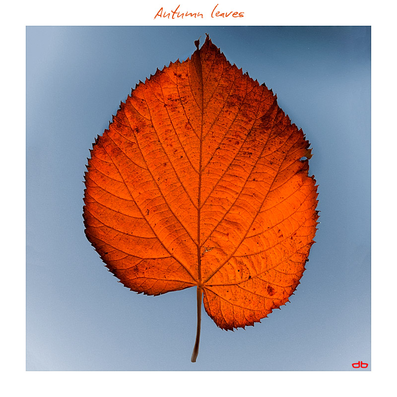 Autumn leaves