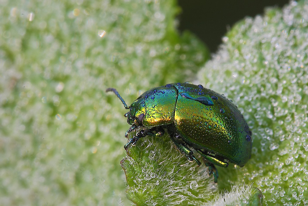 ...Rugiadosa III...!!!