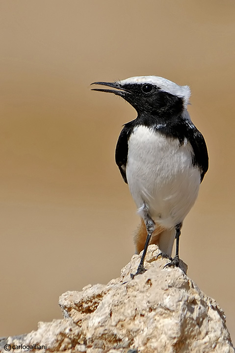 Monachella lamentosa