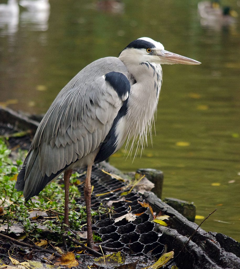 Animali ad Amsterdam #2: Cenerino