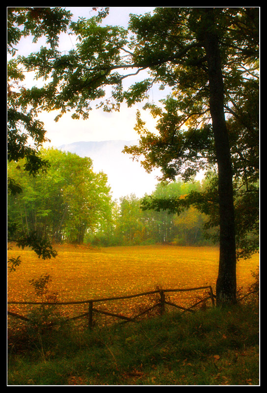 nei boschi d'autunno