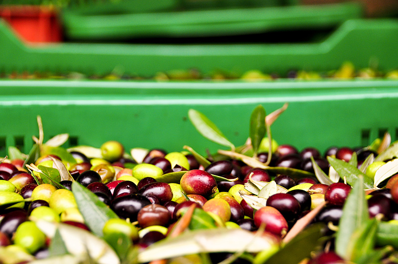 Raccolta delle Olive