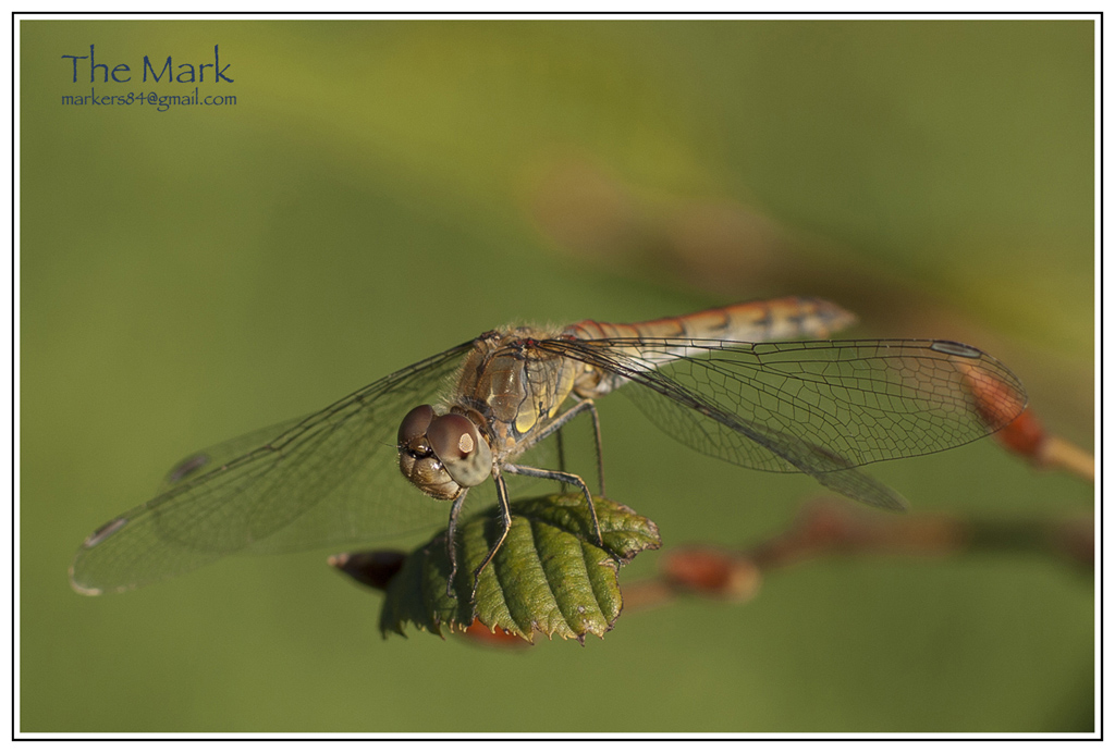 Dragonfly