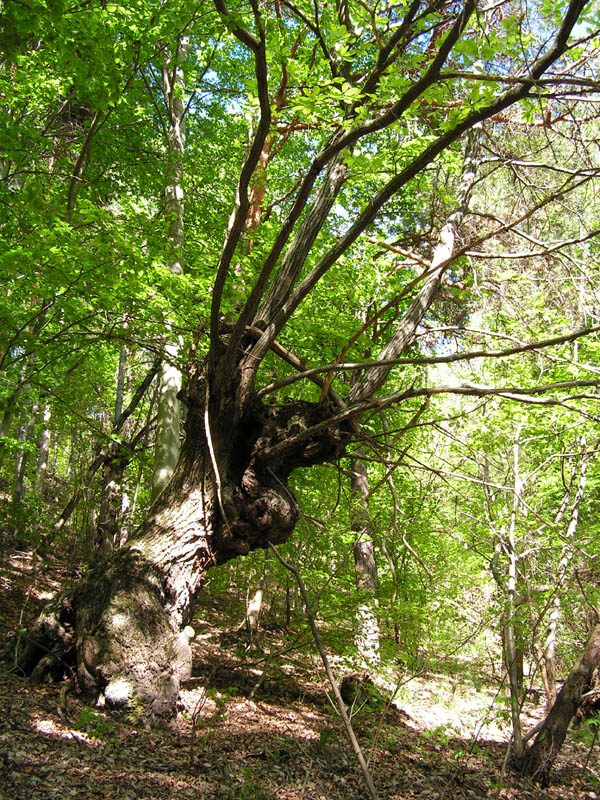 vecchio albero