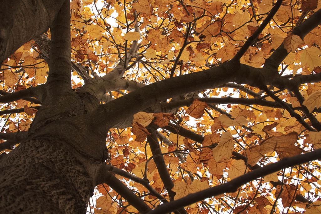 fiori di un triste autunno