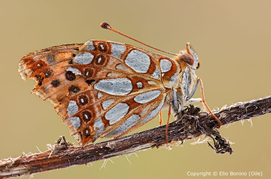 Boloria Dia