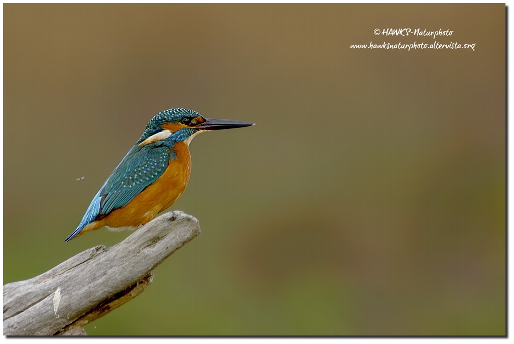 Martin pescatore (Alcedo atthis)