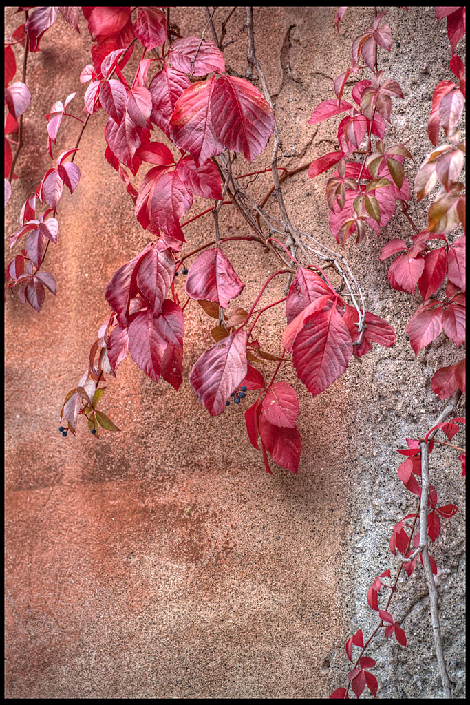 Rampicando l'autunno