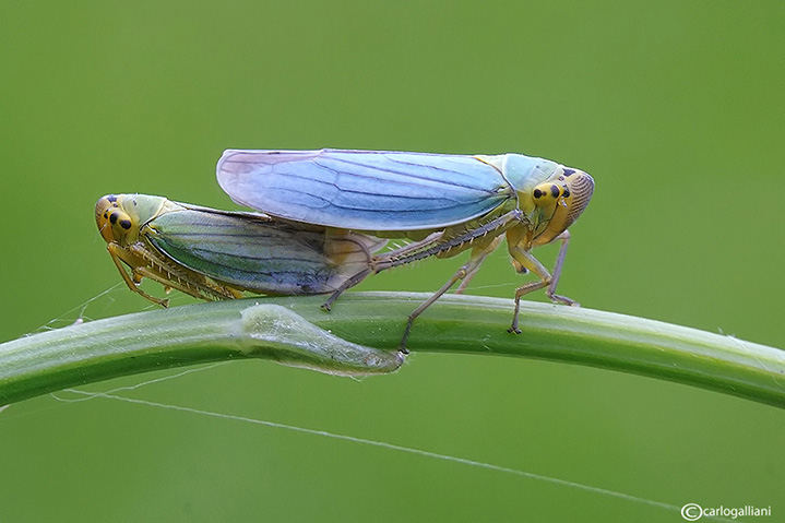 Cicadelle in amore