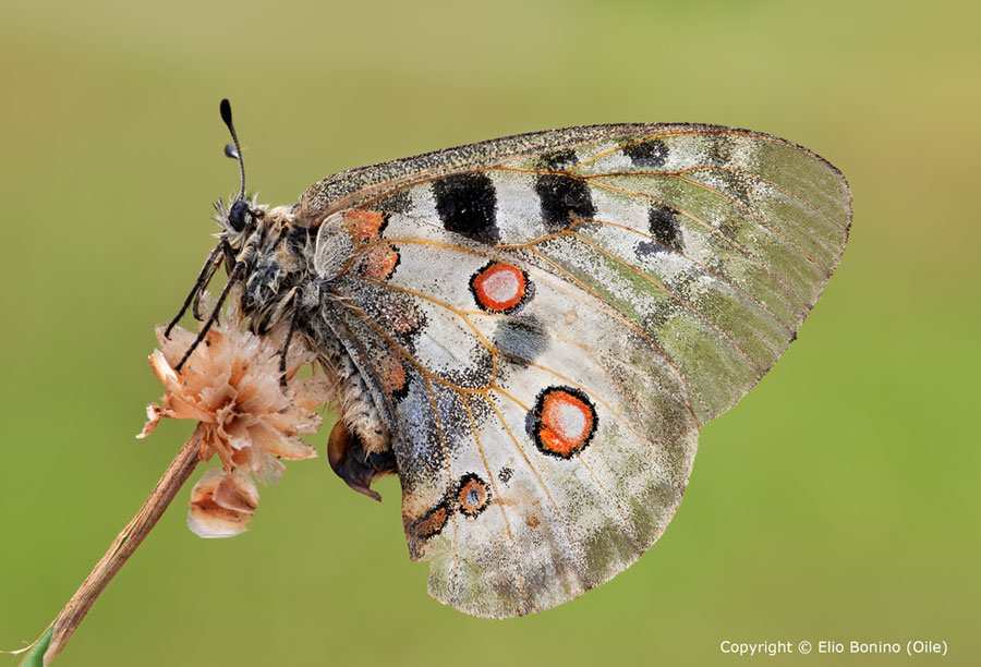 Farfalla apollo (Parnassius apollo)