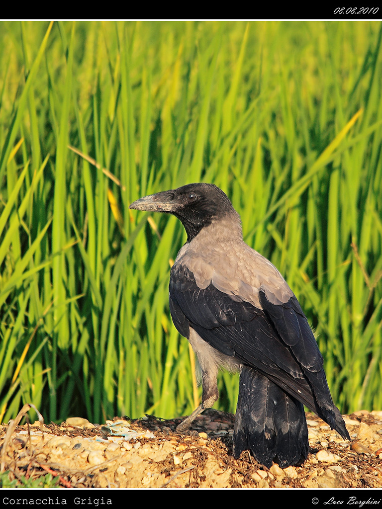 Cornacchia Grigia # 2