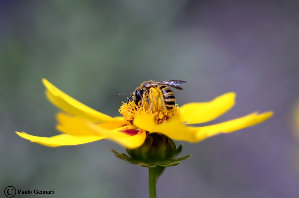 IL LAVORO QUOTIDIANO