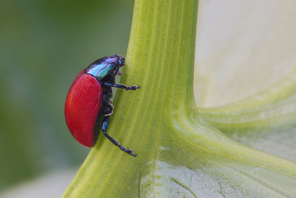 ...Con Il Rosso...!!