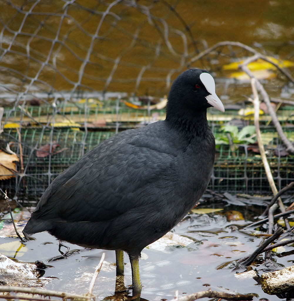 Animali ad Amsterdam #4: Folaga