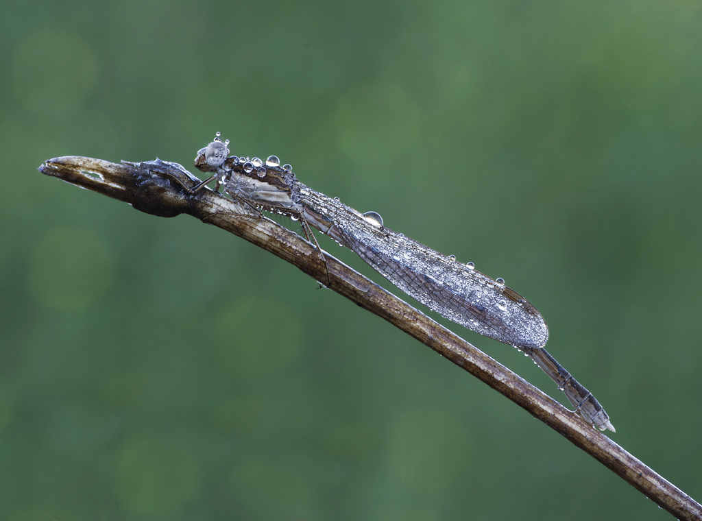 Platycnemis pennipes