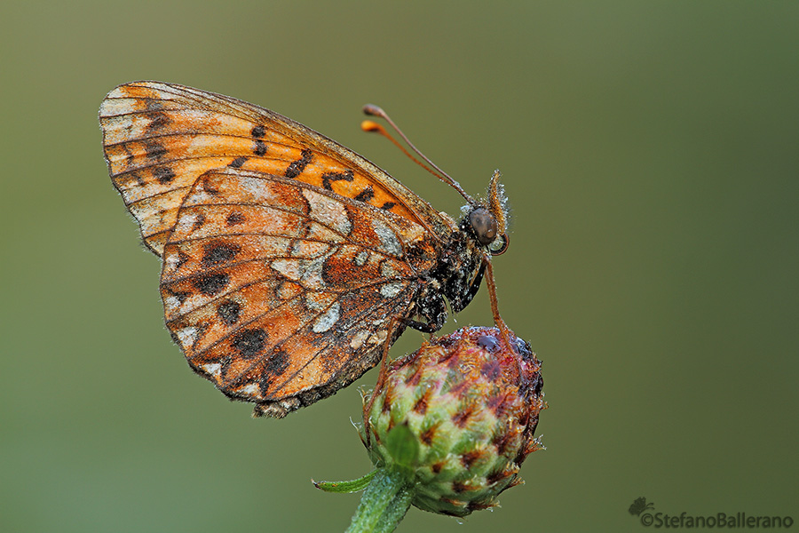 Boloria
