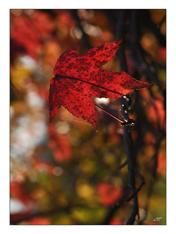 Rosso autunnale