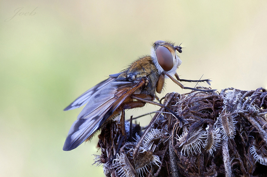 Novit� in casa joeb...