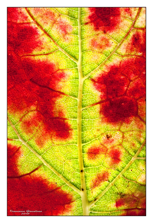 Sfumature autunnali 2