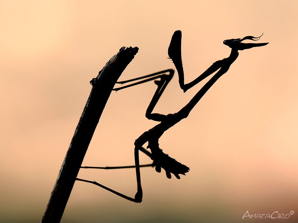 Empusa silhouette