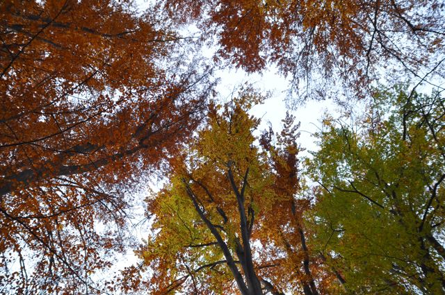 Colori dell'autunno
