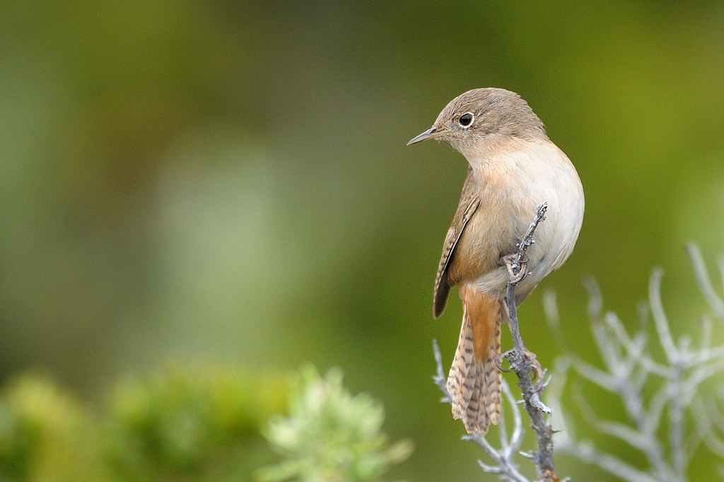 Scricciolo delle Ande