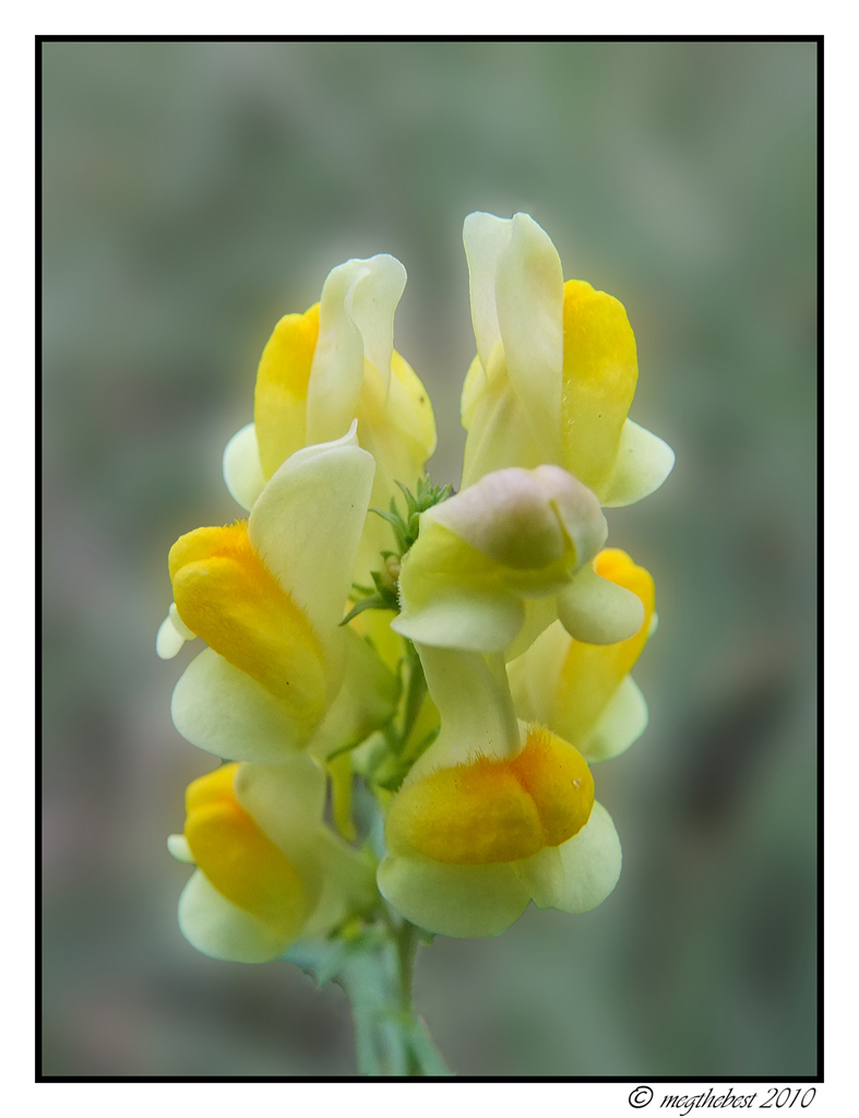 Antirrhinum majus