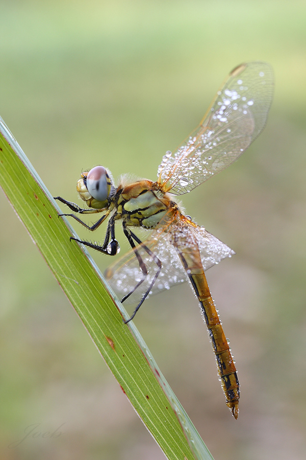 Son rimate solo loro...