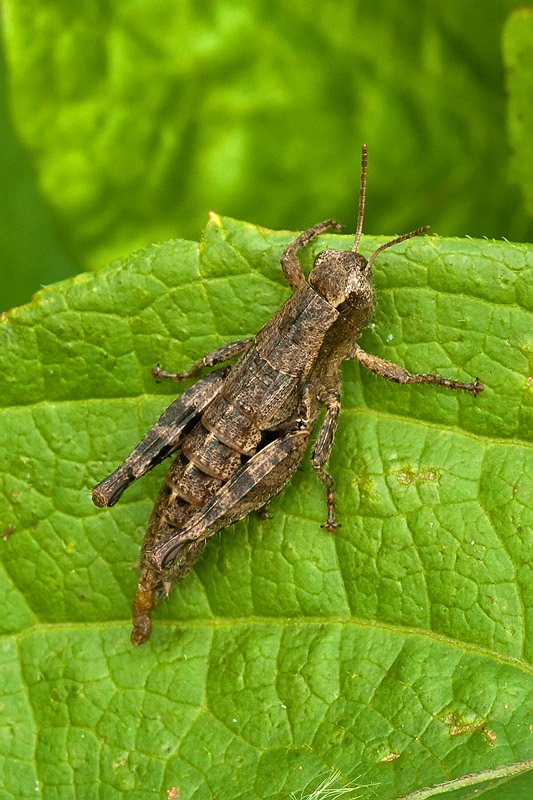 speriamo che nessuno mi veda!