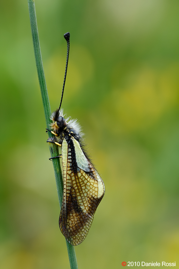 Libelloides coccajus