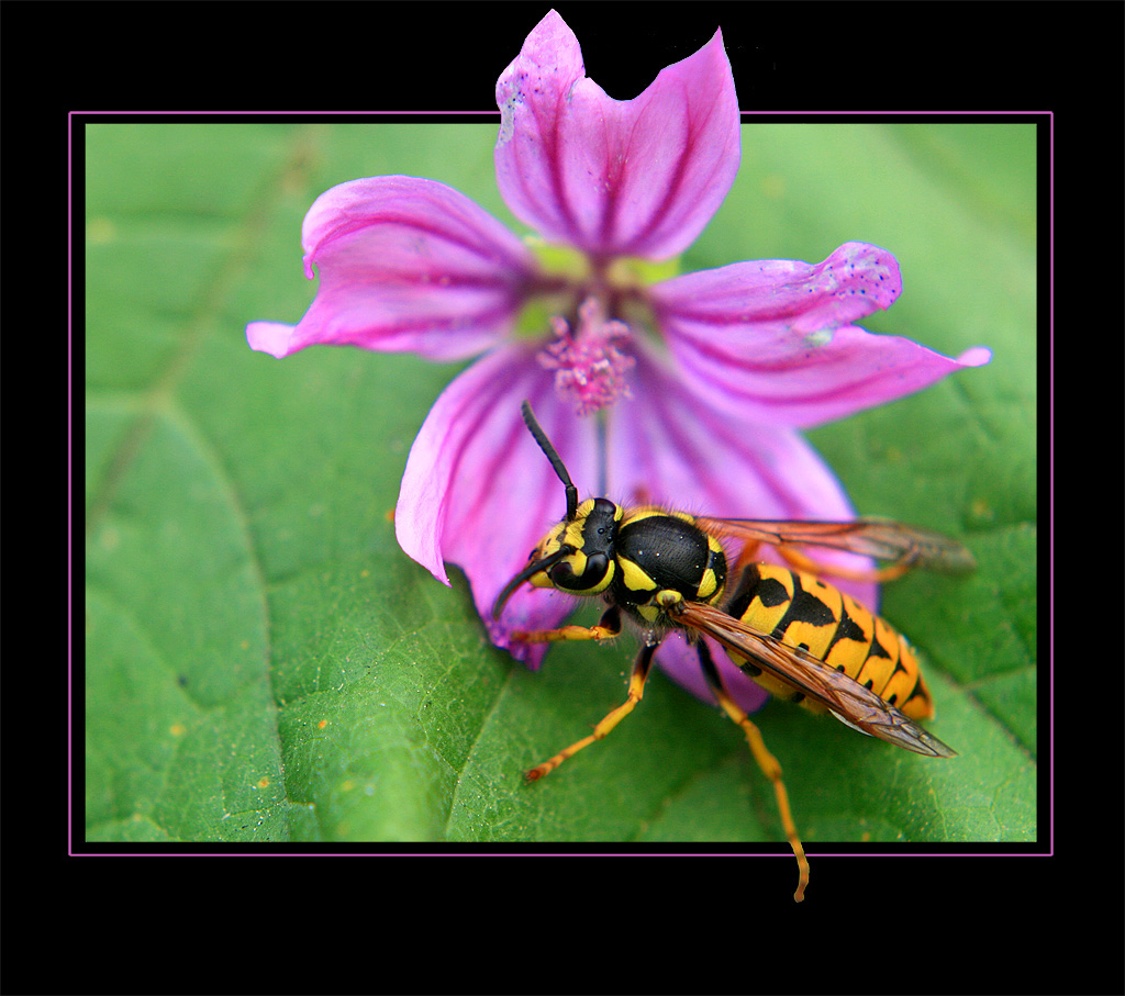 la vespa ed il fiore...