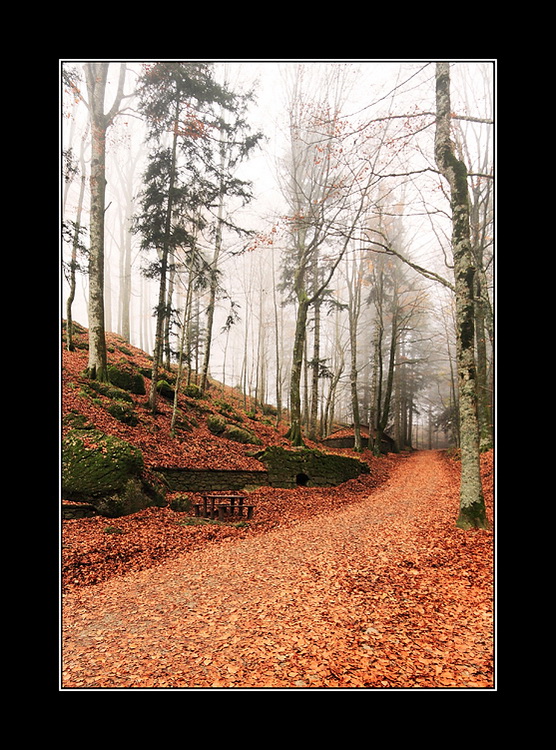 Una strada nel bosco