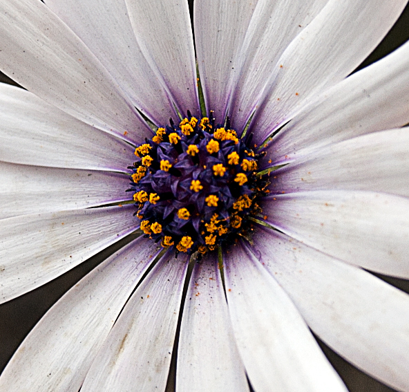 Colori fra' la Natura