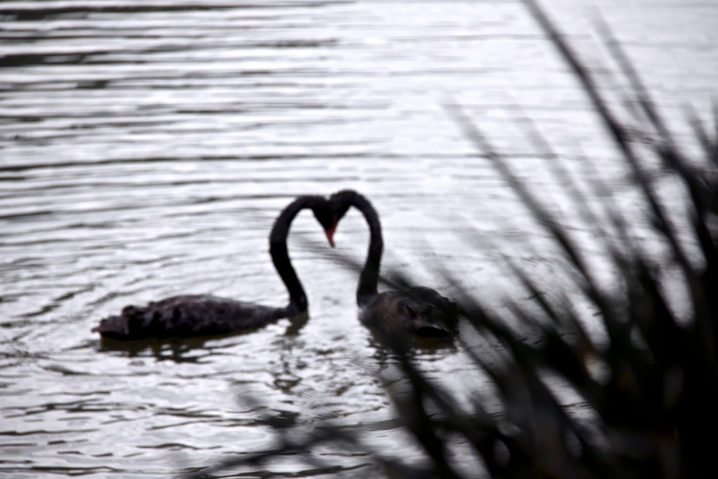 ... (l'amore dei cigni)