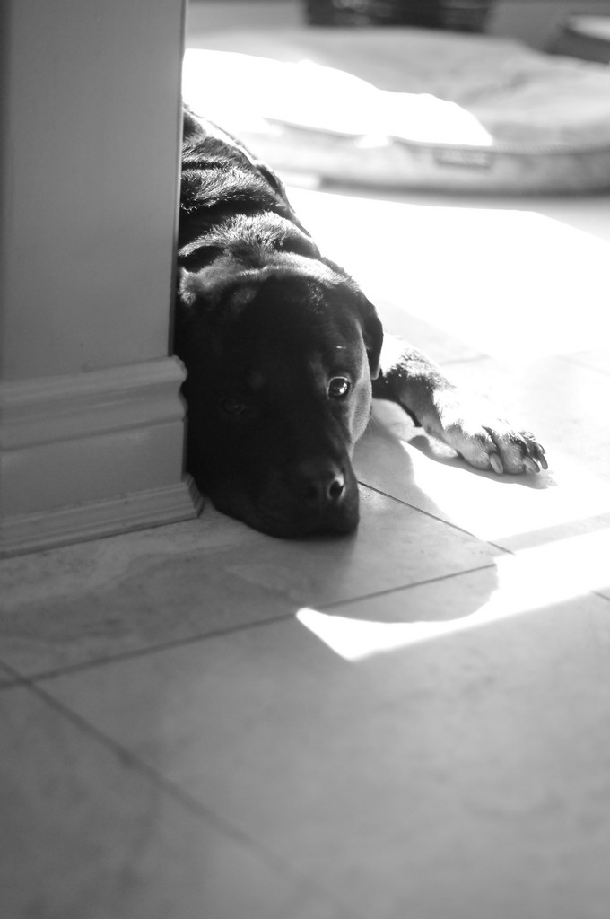 di sicuro qualcosa ha combinato...