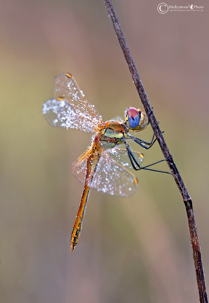 Sympetrum