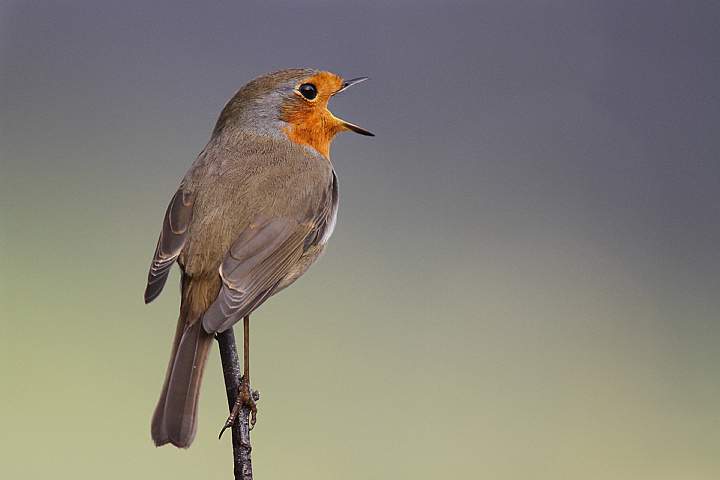 VINCERO'OOOOOOOO........