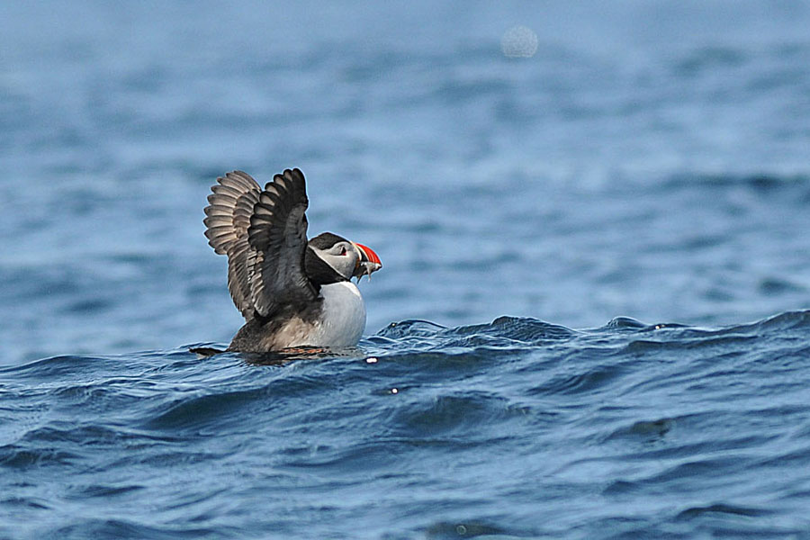 il pasto del "pulcinella"