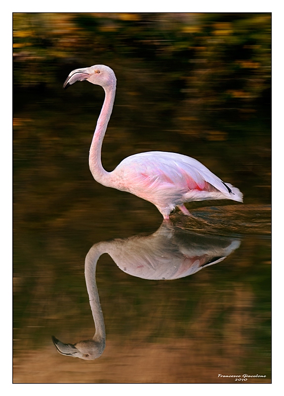 Fenicottero - RNO saline Trapani e Paceco