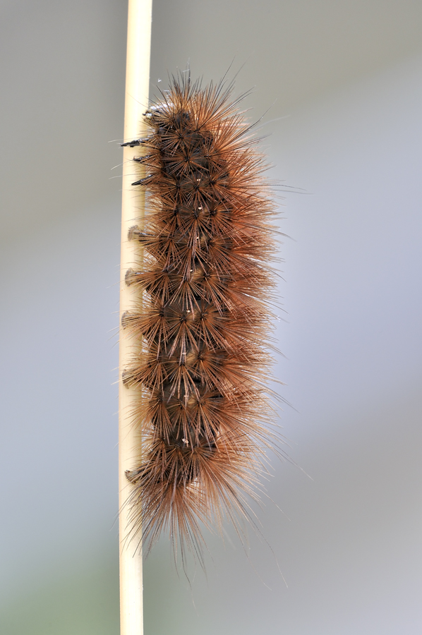 phragmatobia fuliginosa N2.